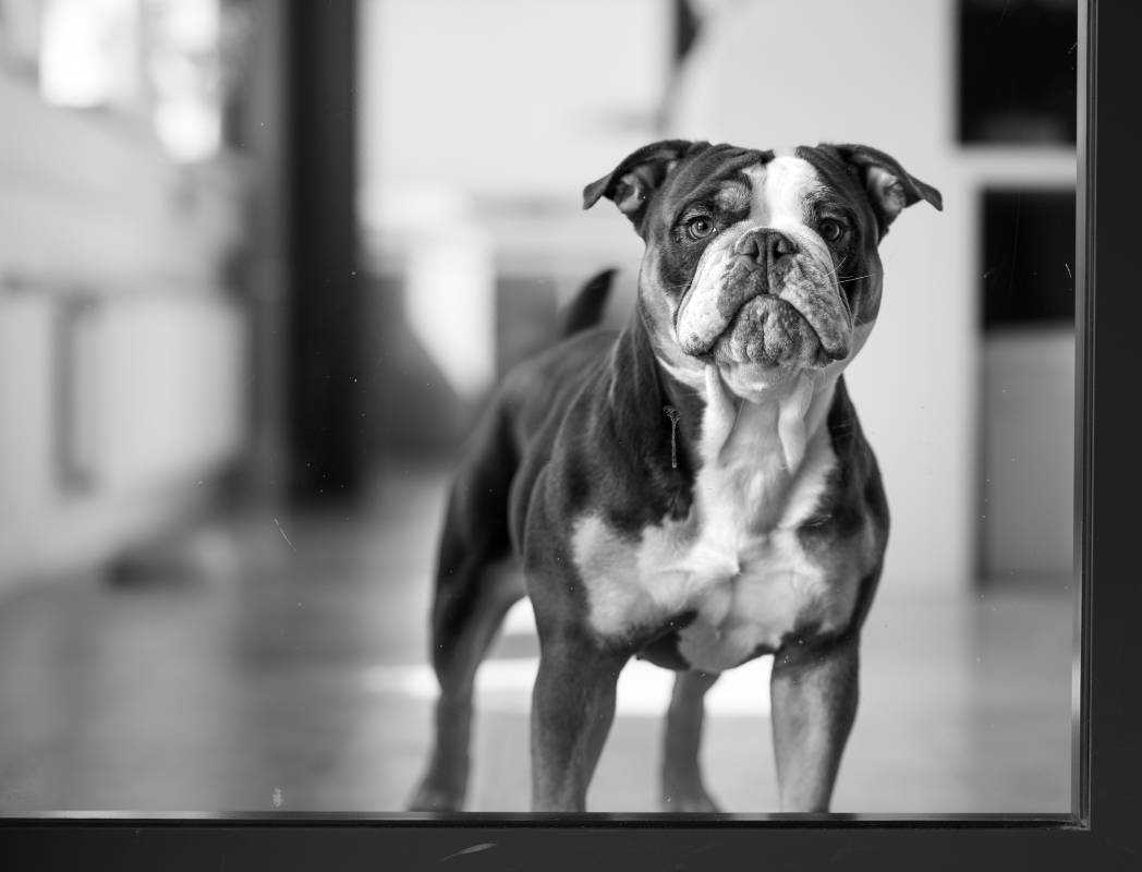 Mel die Bulldogge