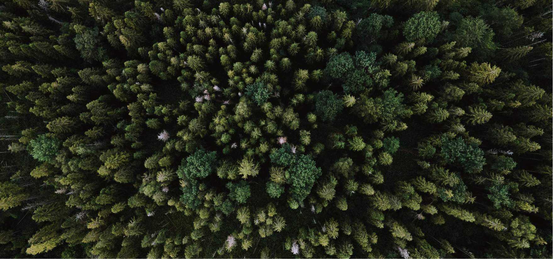 Forest from above